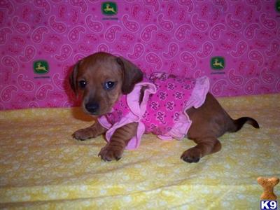 Dachshund Puppies for Sale